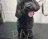 Cockapoo