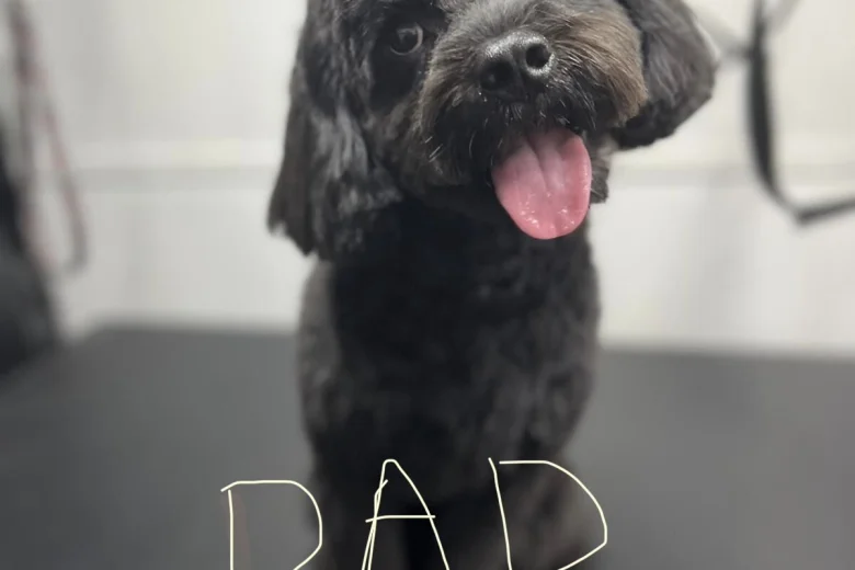 Cockapoo