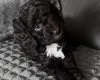 Cockapoo