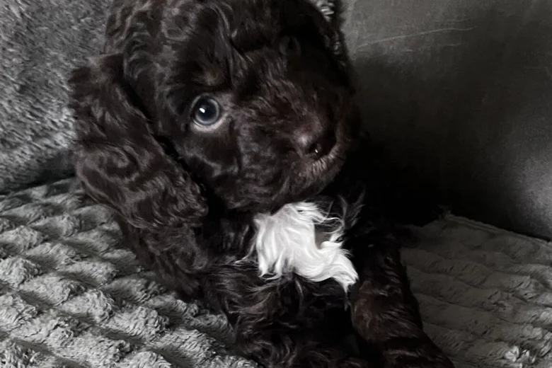 Cockapoo