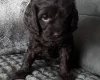 Cockapoo