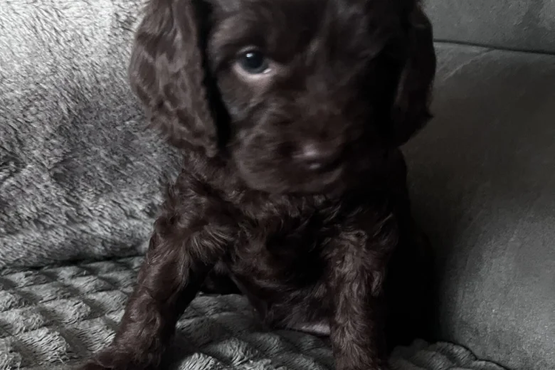 Cockapoo