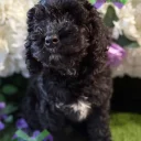 Cockapoo