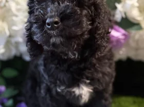 Cockapoo