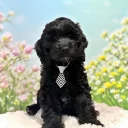 Cockapoo
