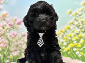 Cockapoo