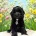 Cockapoo