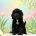 Cockapoo