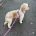 Cockapoo