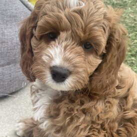 Cockapoo