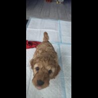 Cockapoo