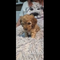 Cockapoo