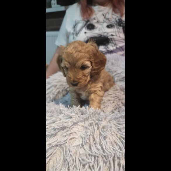 Cockapoo
