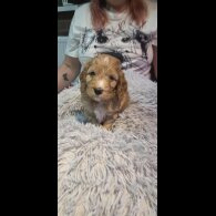 Cockapoo