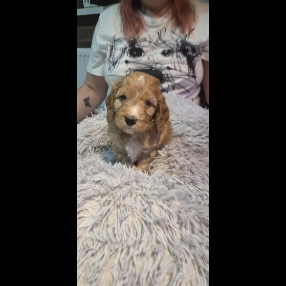 Cockapoo