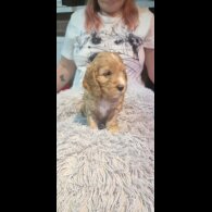 Cockapoo