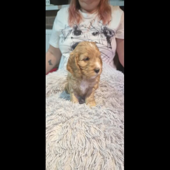 Cockapoo