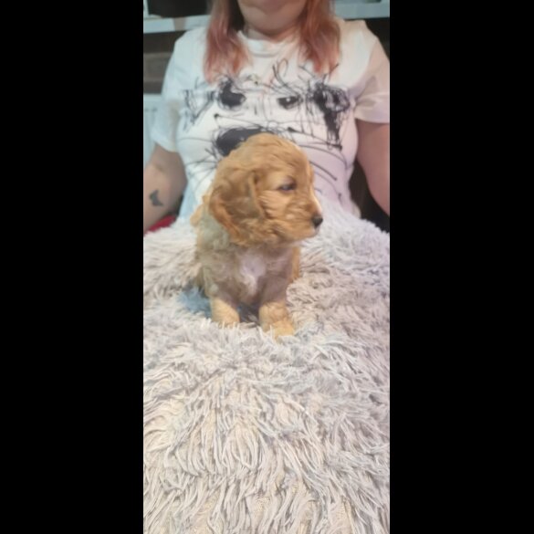 Cockapoo