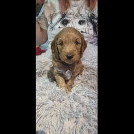 Cockapoo
