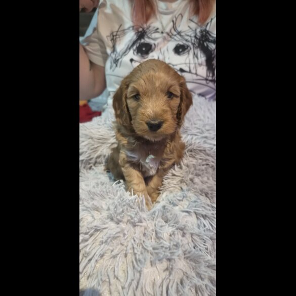 Cockapoo