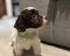 Cockapoo