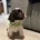Cockapoo