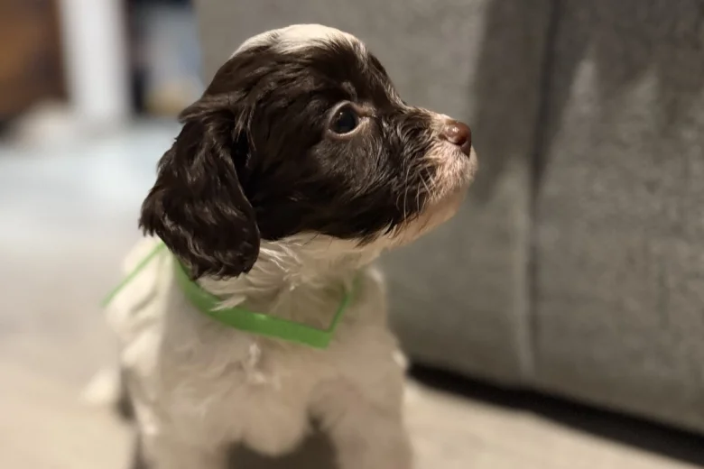 Cockapoo