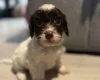 Cockapoo