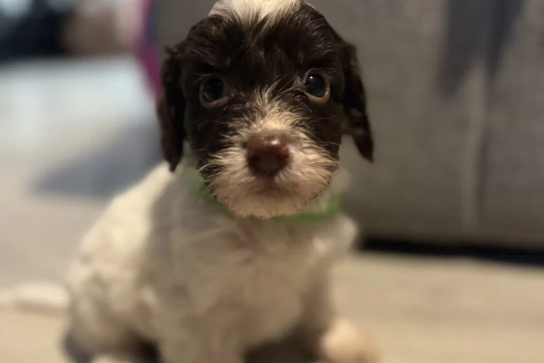 Cockapoo