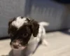 Cockapoo