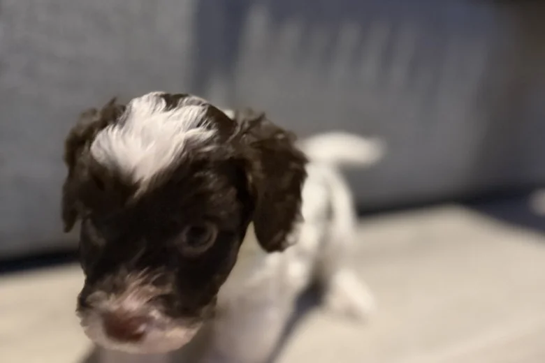 Cockapoo