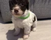 Cockapoo