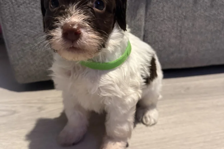 Cockapoo