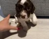 Cockapoo