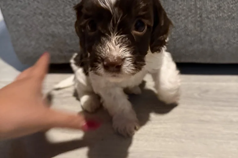 Cockapoo