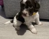 Cockapoo