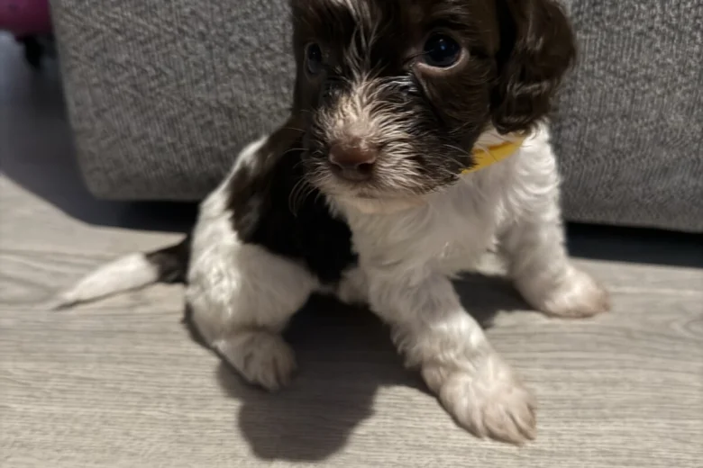 Cockapoo