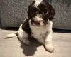 Cockapoo