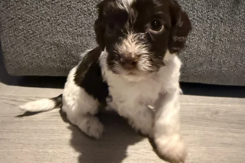 Cockapoo