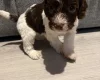 Cockapoo