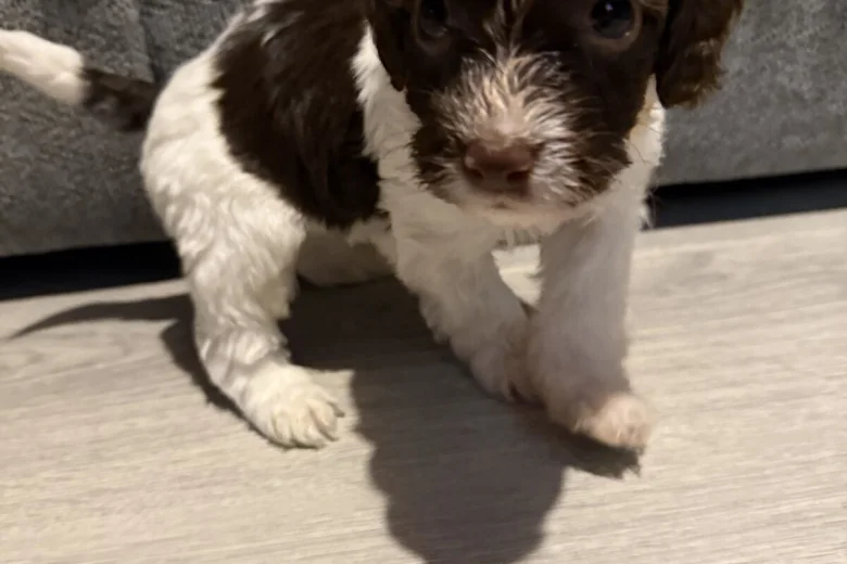 Cockapoo