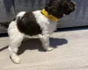 Cockapoo