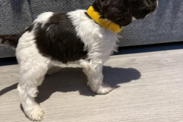 Cockapoo
