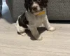 Cockapoo
