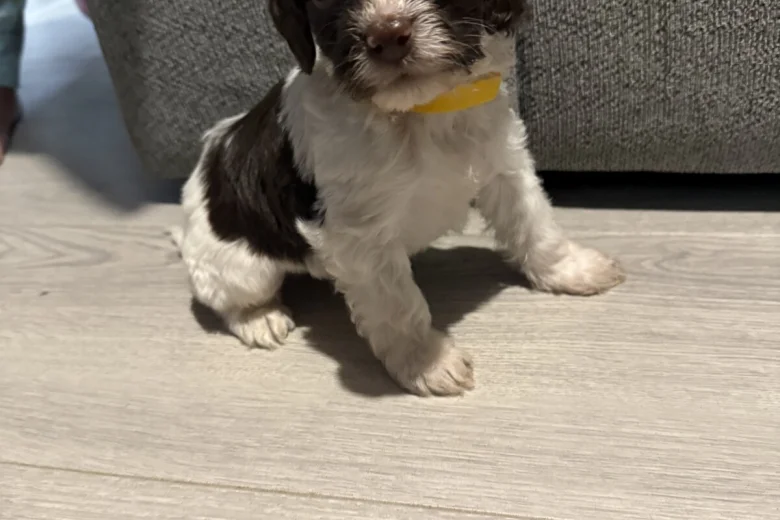 Cockapoo