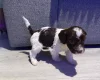 Cockapoo