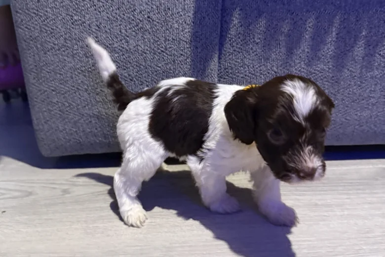 Cockapoo