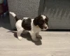 Cockapoo