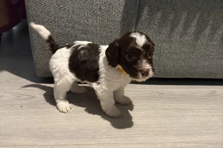 Cockapoo
