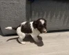 Cockapoo